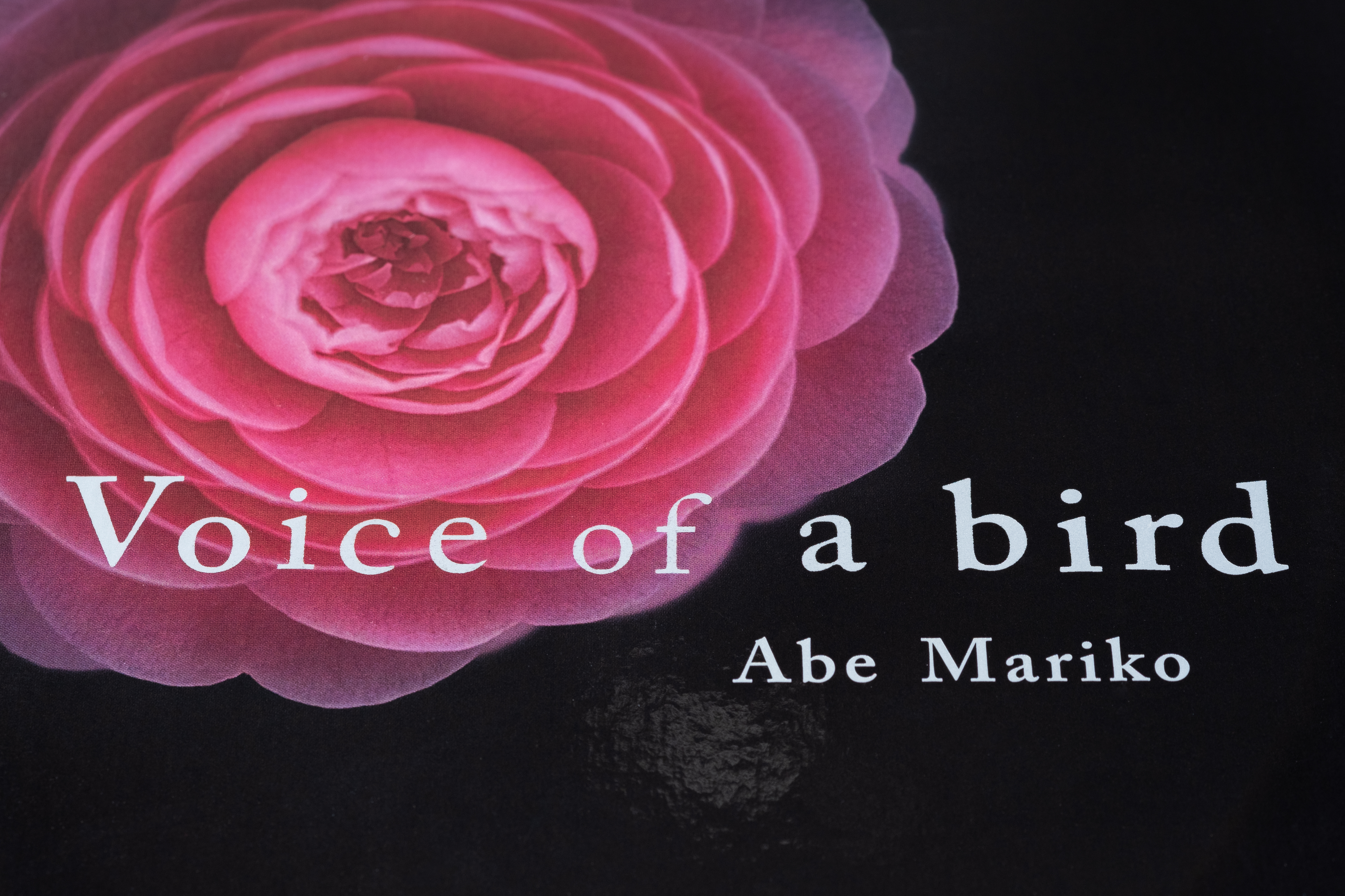 Voice of a bird